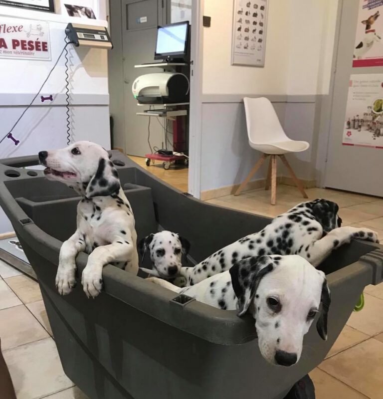 Cinq dalmatiens