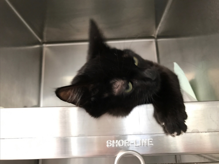 Chat noir allongé