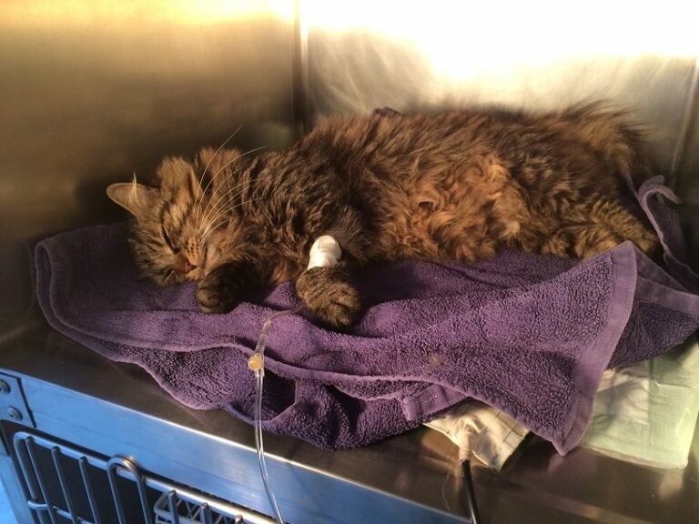 Chat se reposant après une hospitalisation