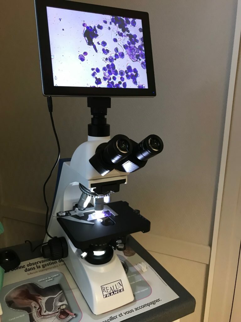 Microscope pour consultation à la clinique vétérinaire du stade